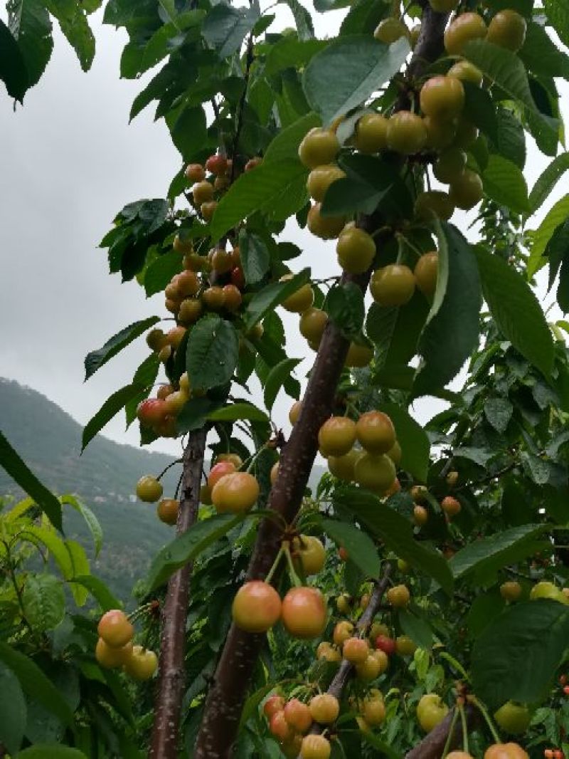 布鲁克斯大樱桃，超甜超脆，现摘现卖