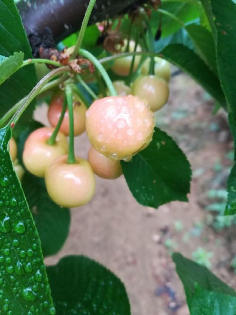 布鲁克斯大樱桃，超甜超脆，现摘现卖