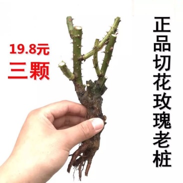 玫瑰苗10~20cm