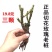 玫瑰苗10~20cm