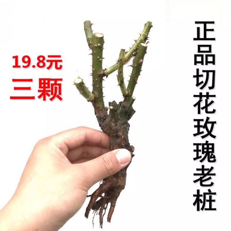 玫瑰苗10~20cm