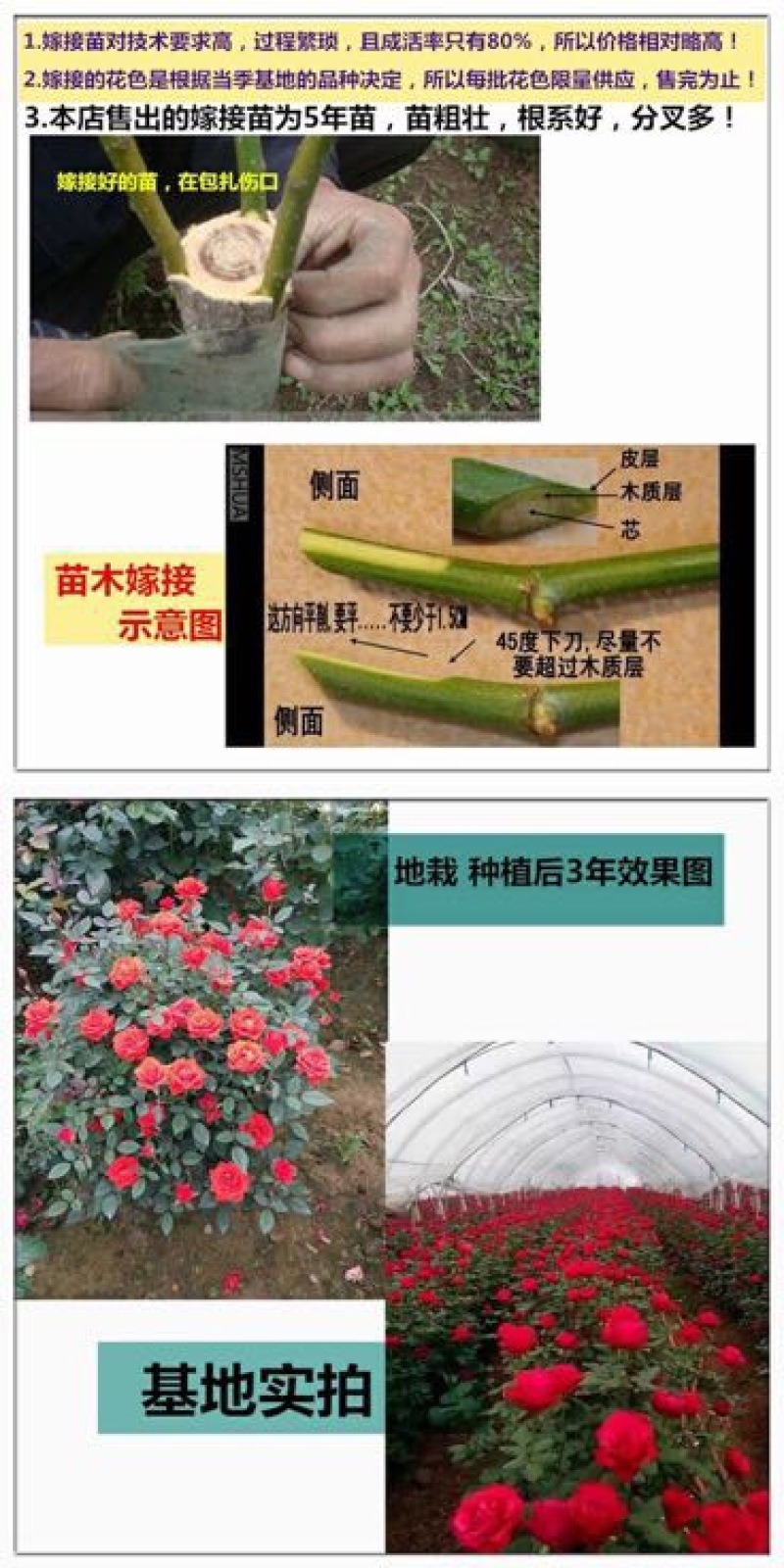 玫瑰苗10~20cm