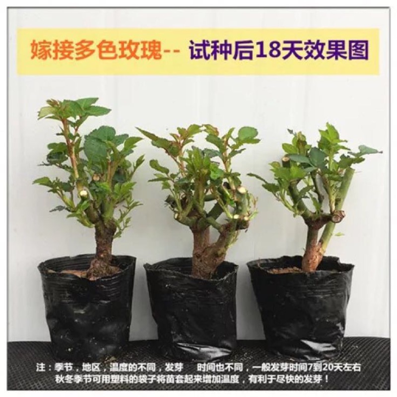 玫瑰苗10~20cm