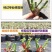 玫瑰苗10~20cm