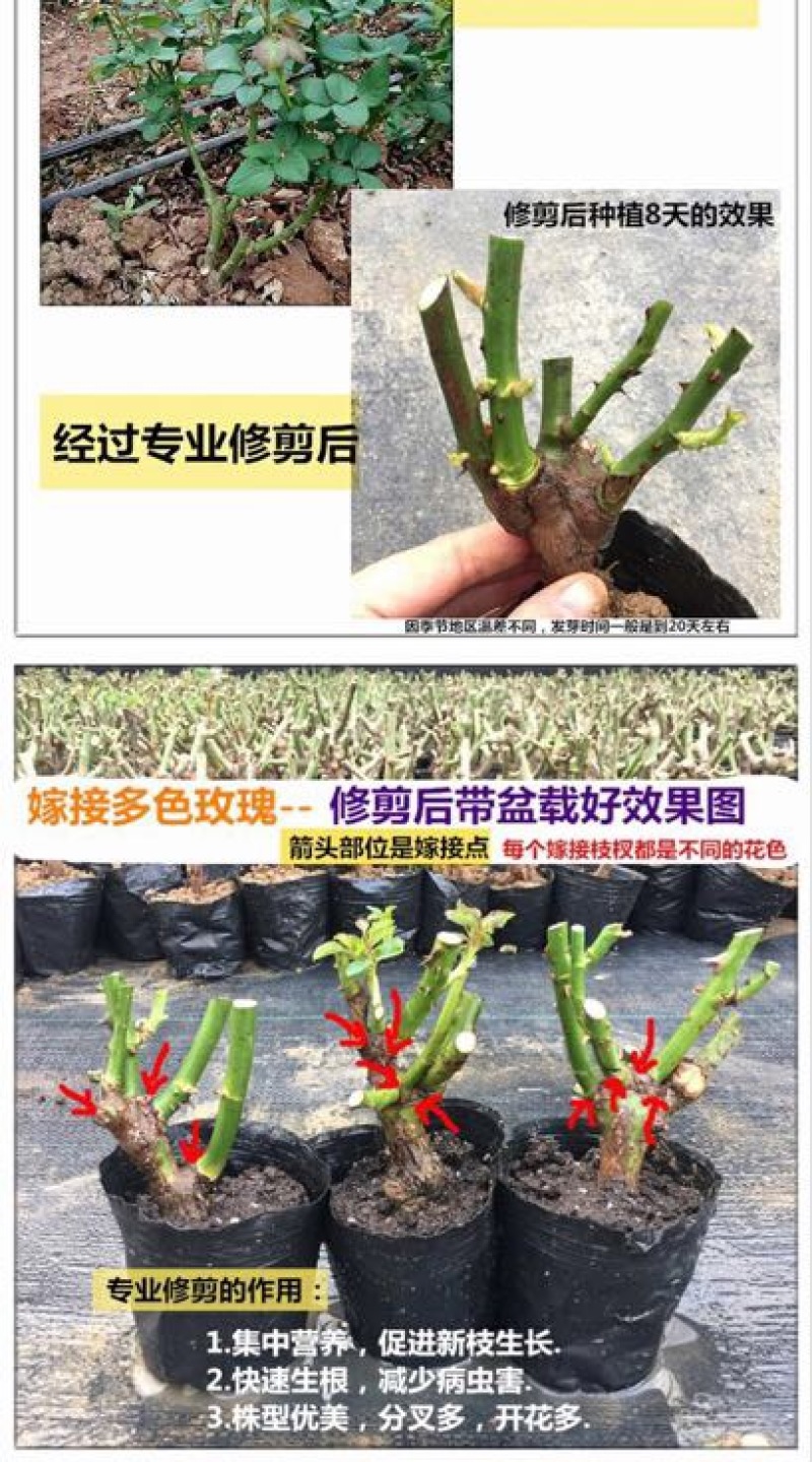 玫瑰苗10~20cm