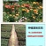 玫瑰苗10~20cm