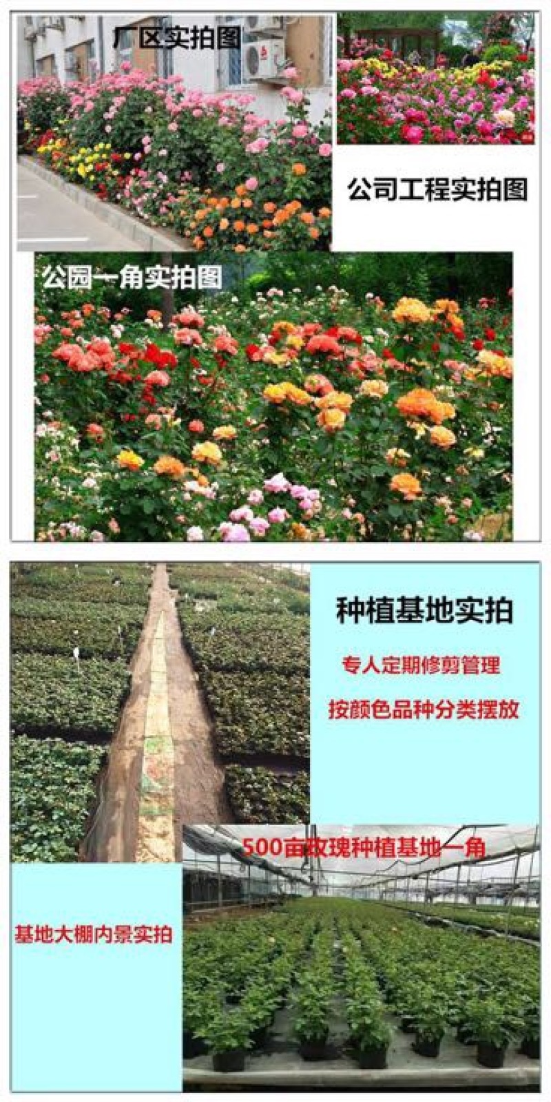 玫瑰苗10~20cm