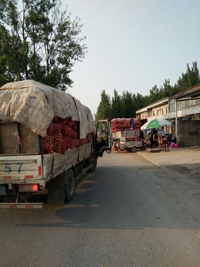 苏北地区紫皮鲜蒜基地，一手货源，质量保证