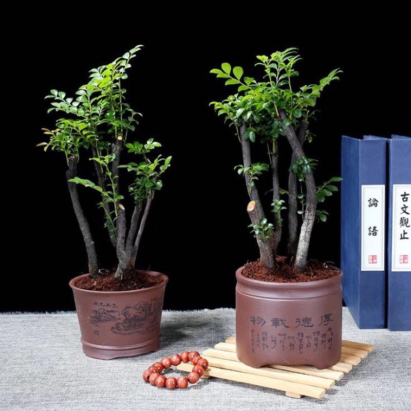 造型树