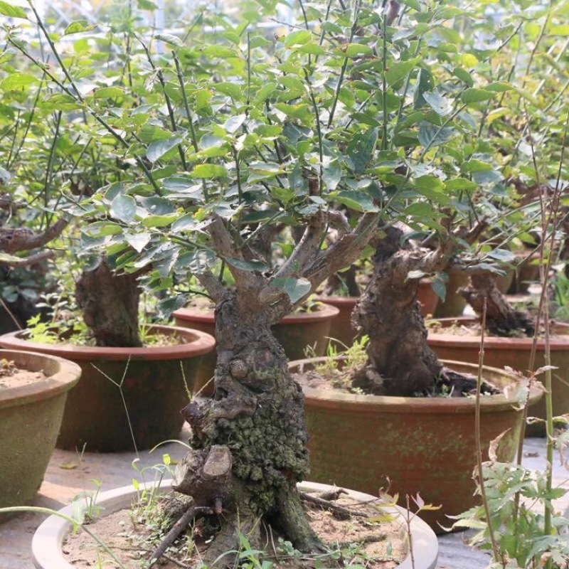造型树