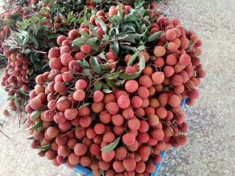 荔枝