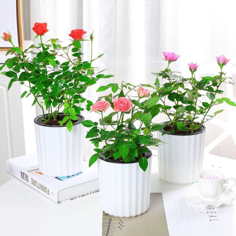 玫瑰花20~30cm