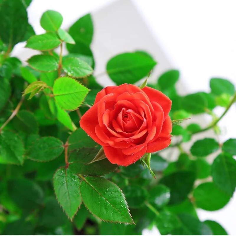 玫瑰花20~30cm