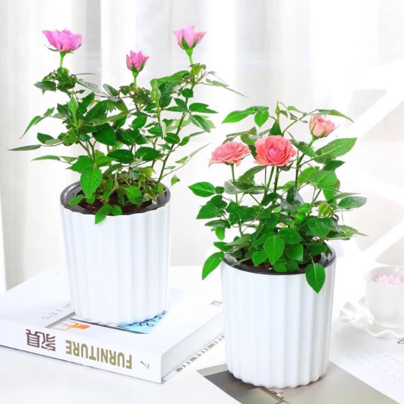 玫瑰花20~30cm