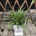 吊兰30~50cm