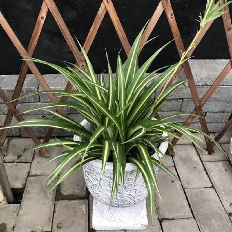 吊兰30~50cm