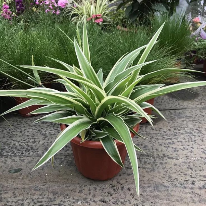 吊兰30~50cm