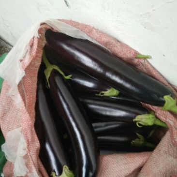 茄子