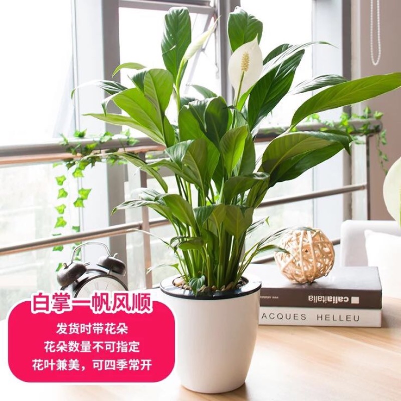 白掌