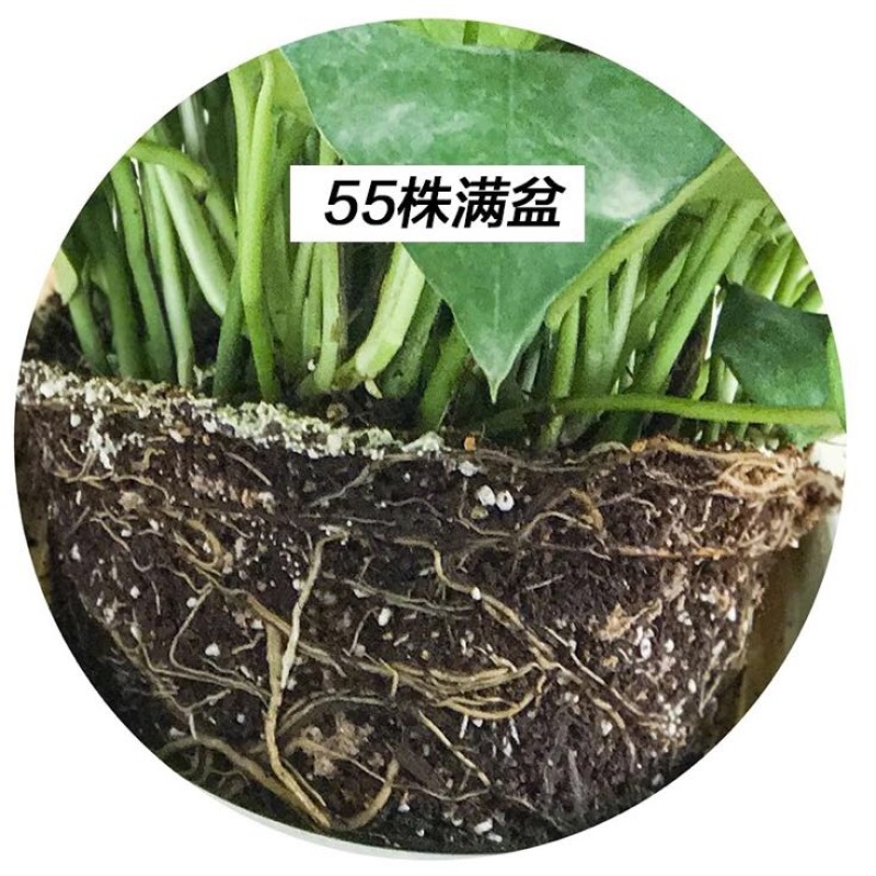 绿萝一盆55株