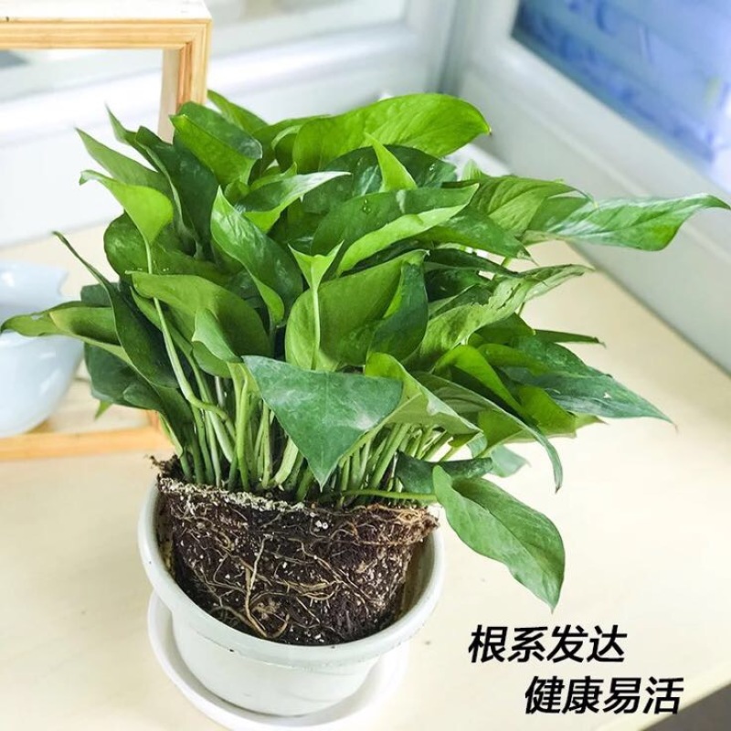 绿萝一盆55株