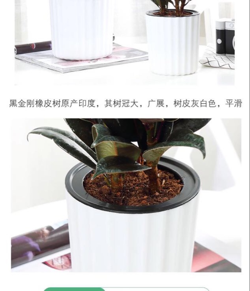小金刚