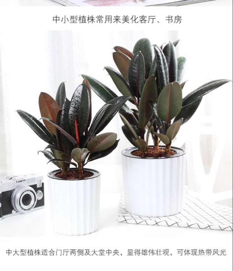 小金刚
