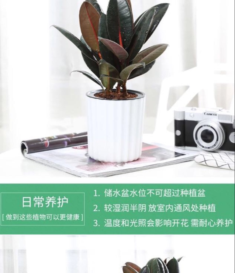 小金刚