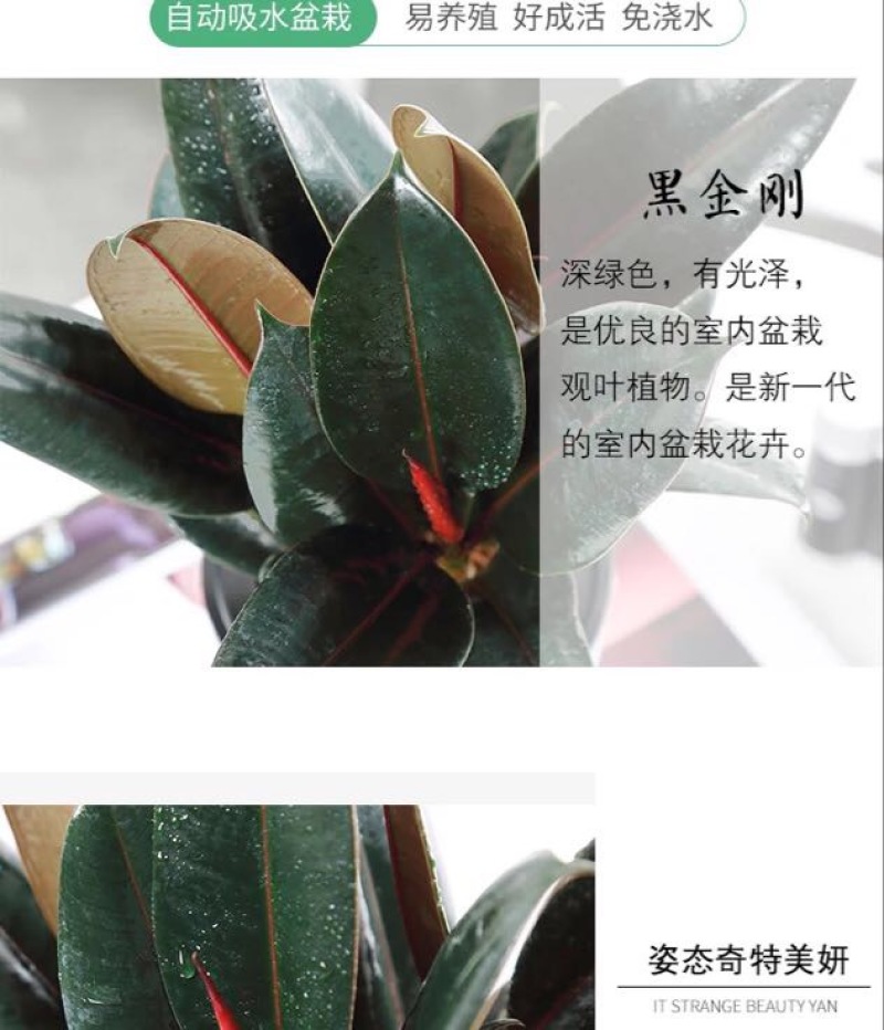 小金刚
