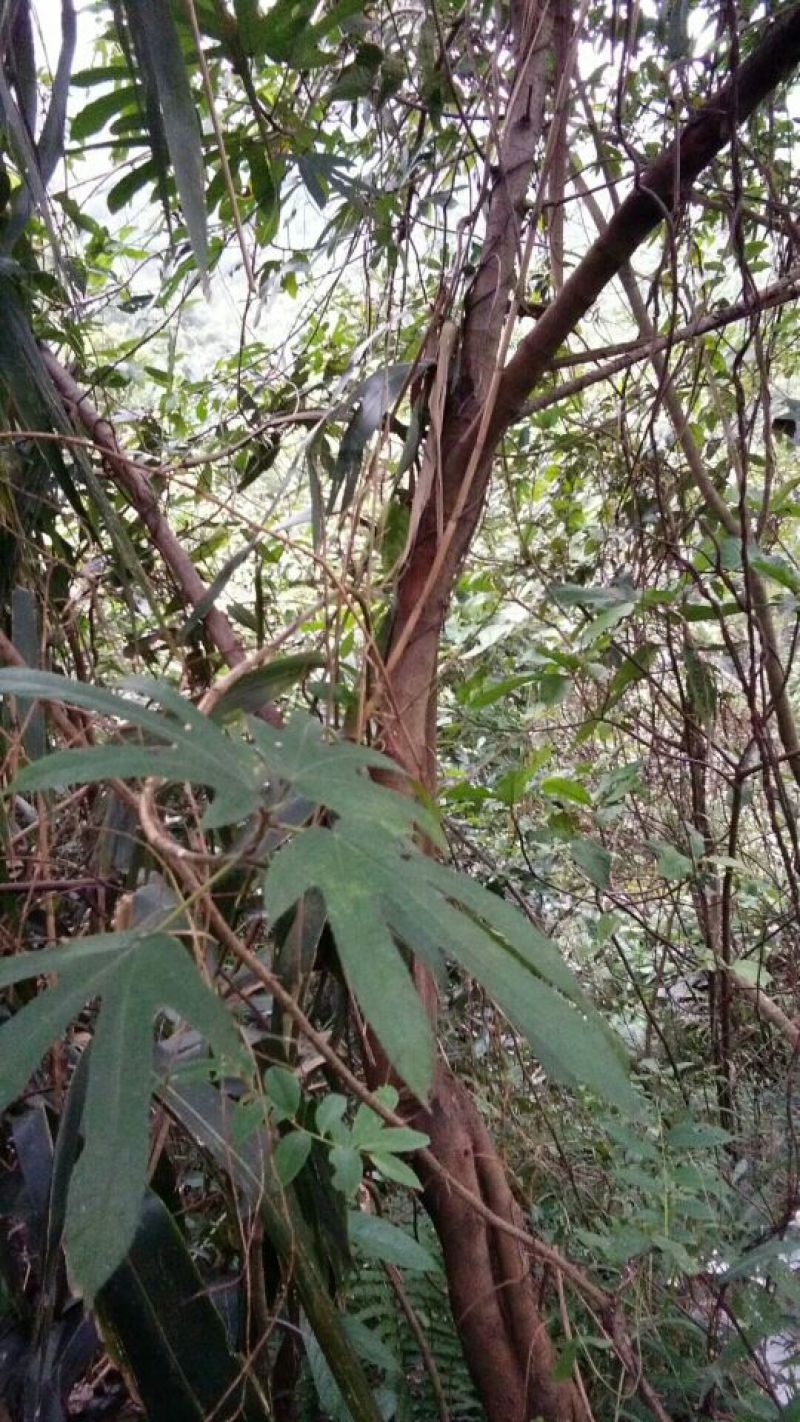 野山货
