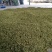 金银花