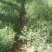 小叶女贞苗30～40公分