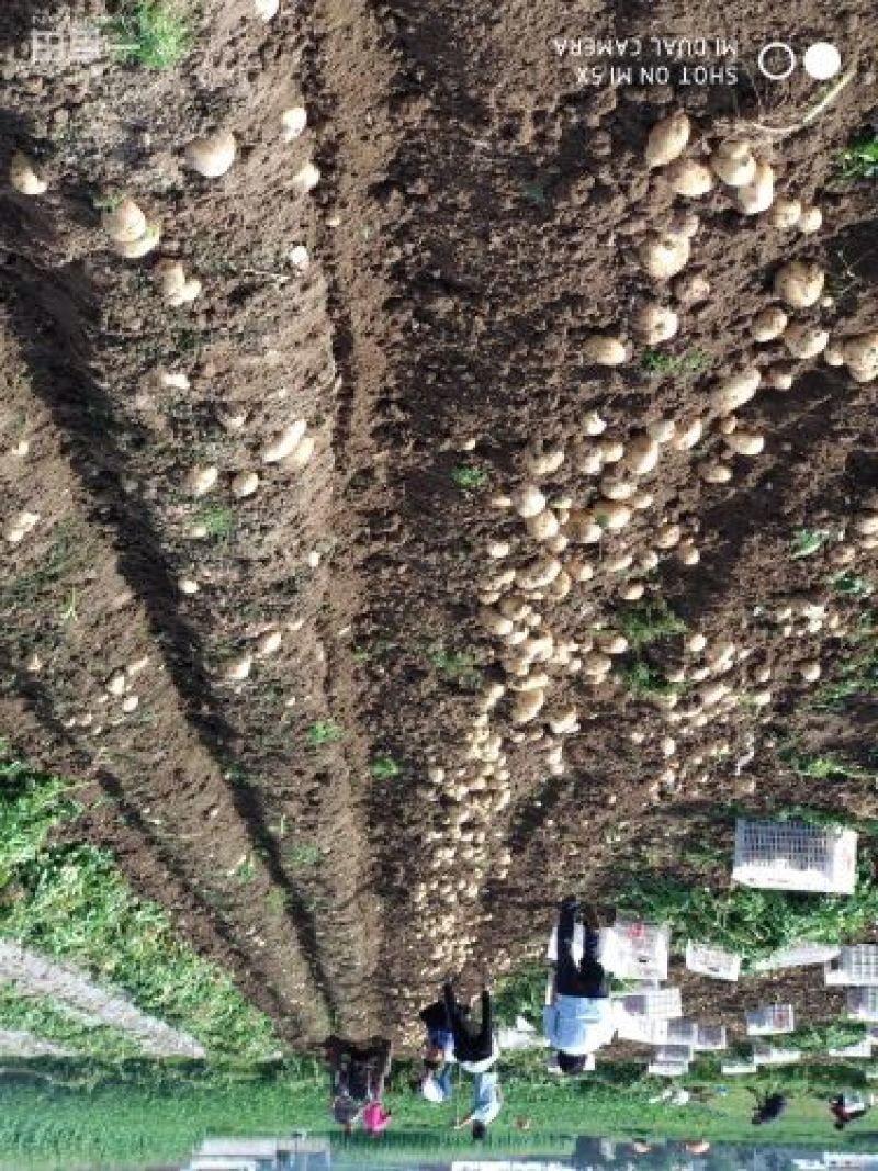 土豆上市中，自家土豆大量上市，价格优惠全国发货电商团购！