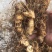 黄精大别山多花姜型甜黄精