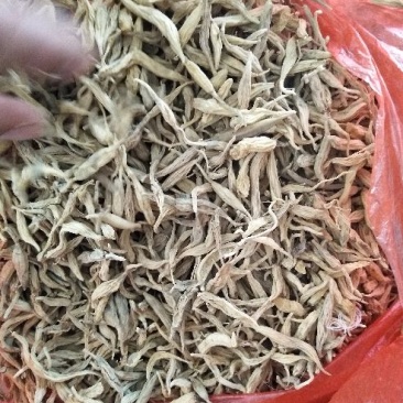 野生麦冬