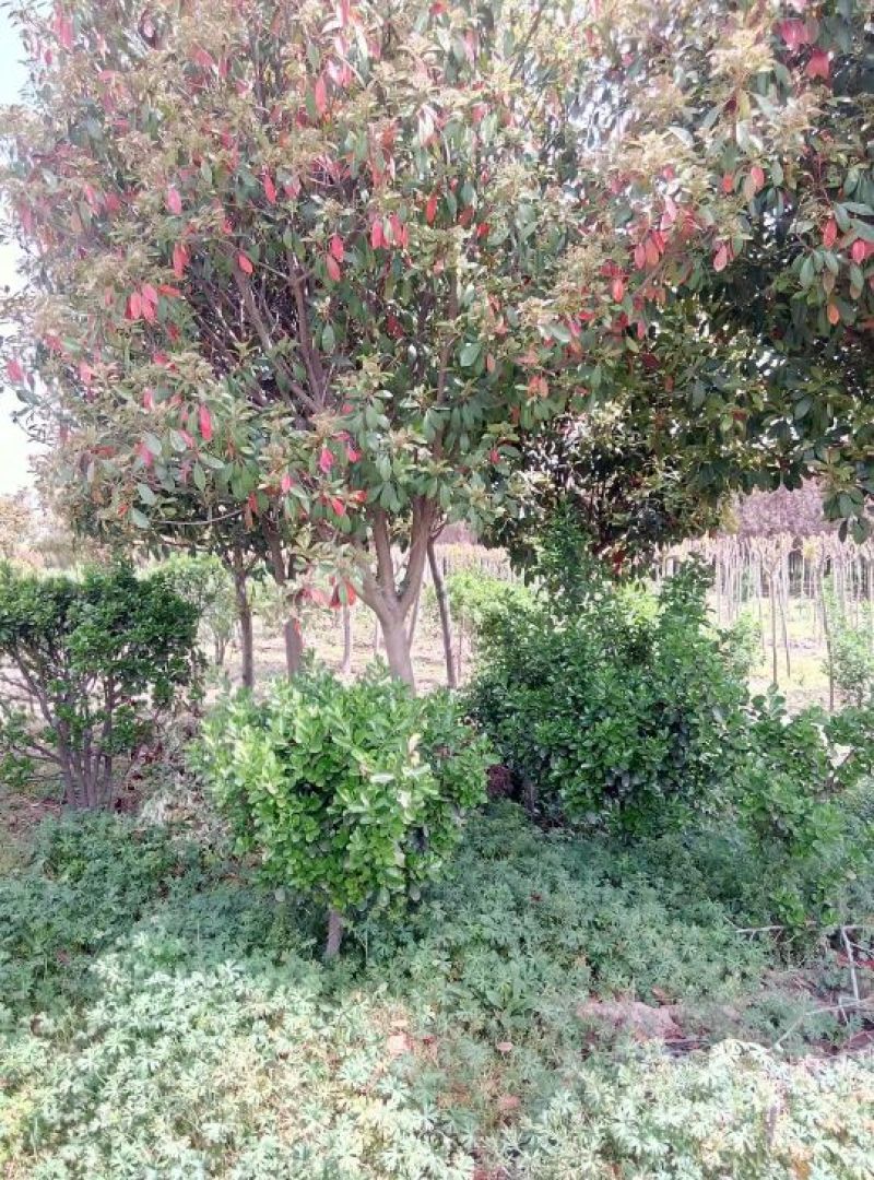红叶石楠