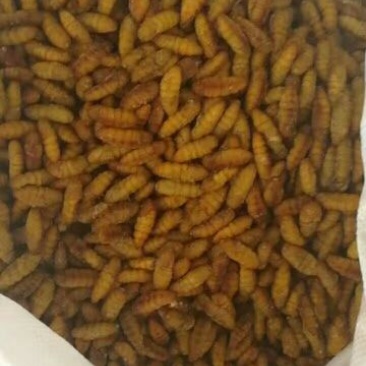 金丝蛹今年新货