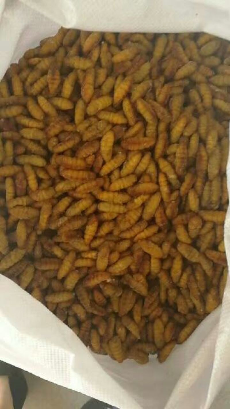 金丝蛹今年新货