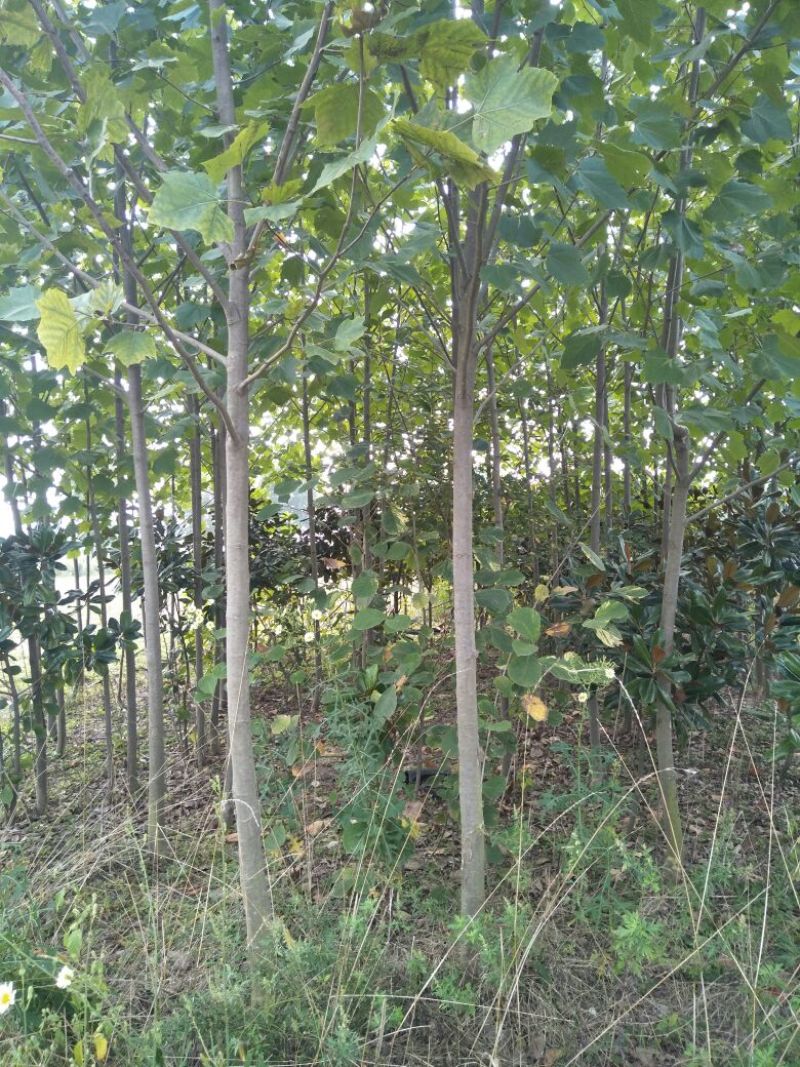 法国梧桐，速生白蜡