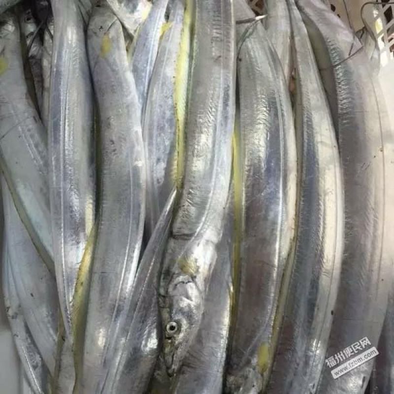 黄金带鱼