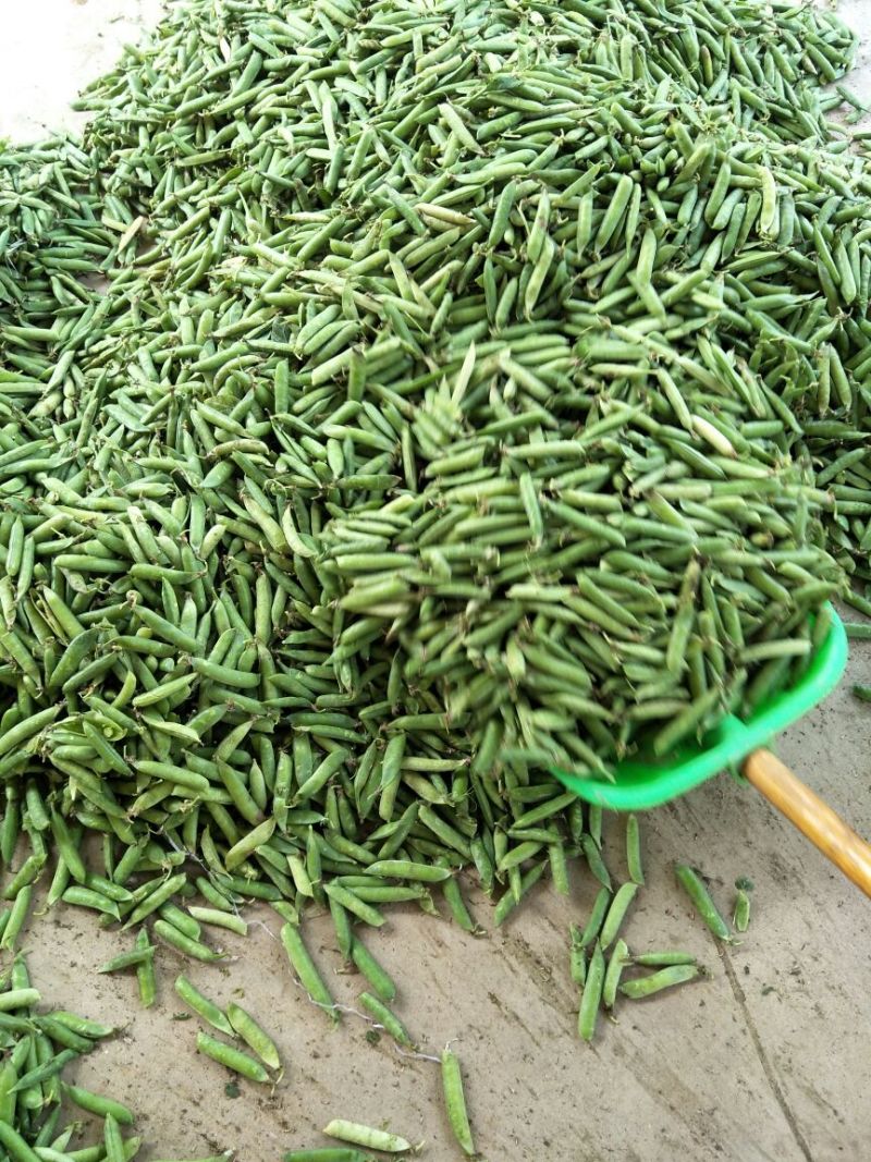 长寿仁豌豆，较饱满颜色绿！本基地有万亩豌豆产品优良！