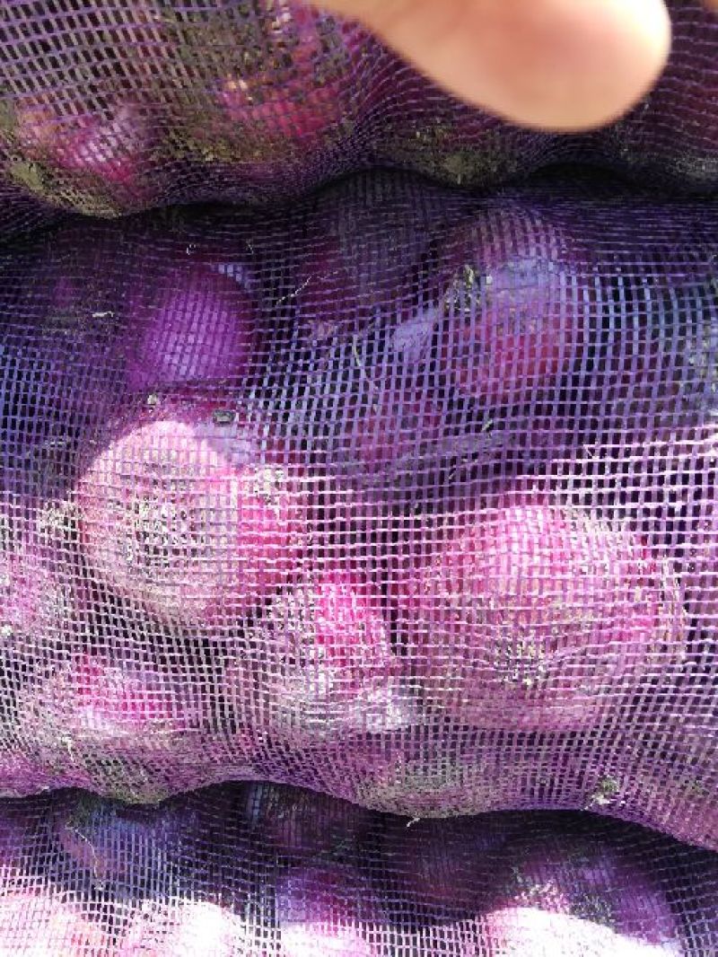 紫皮洋葱黄皮洋葱，冷库出租，专业储存洋葱质量好。价格低。