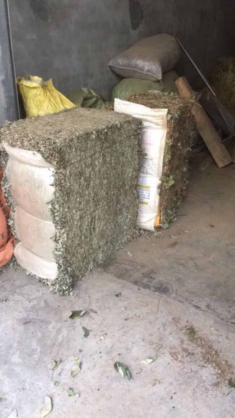金钱草