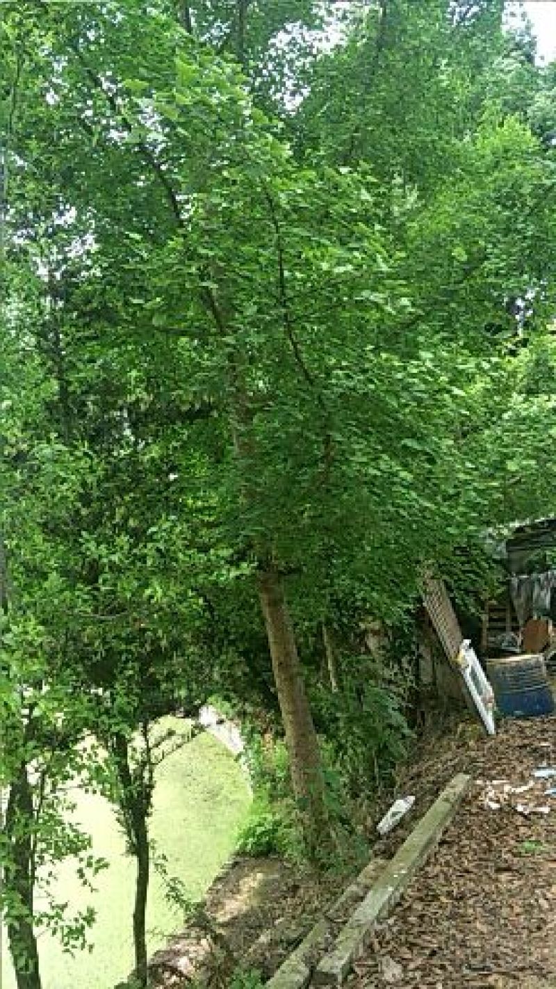 银杏实生树