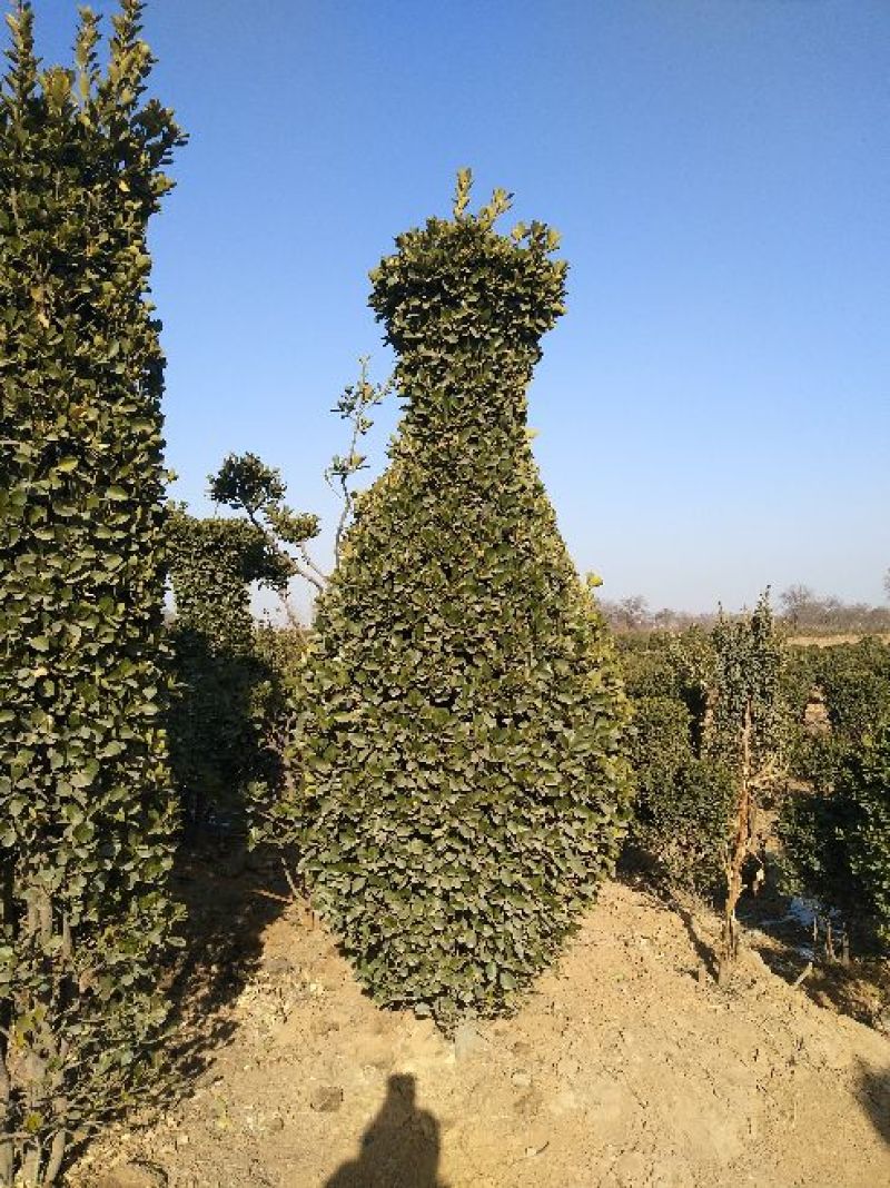 大叶黄杨球4~6cm4~6cm1.5~2米