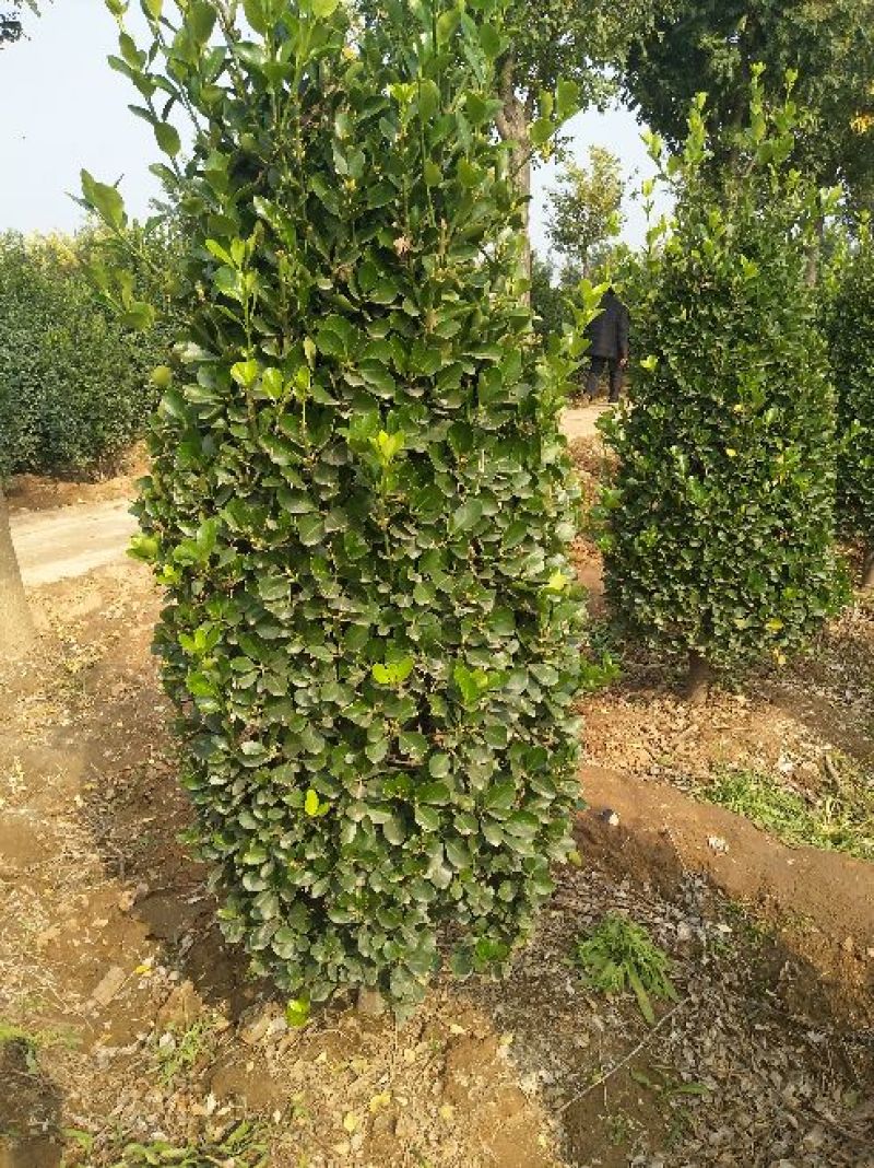 大叶黄杨球4~6cm4~6cm1.5~2米