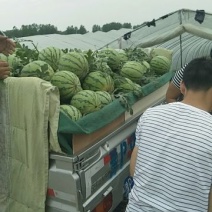 万亩优质美都西瓜，大棚头茬，支持视频看货