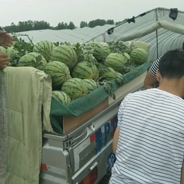 万亩优质美都西瓜，大棚头茬，支持视频看货