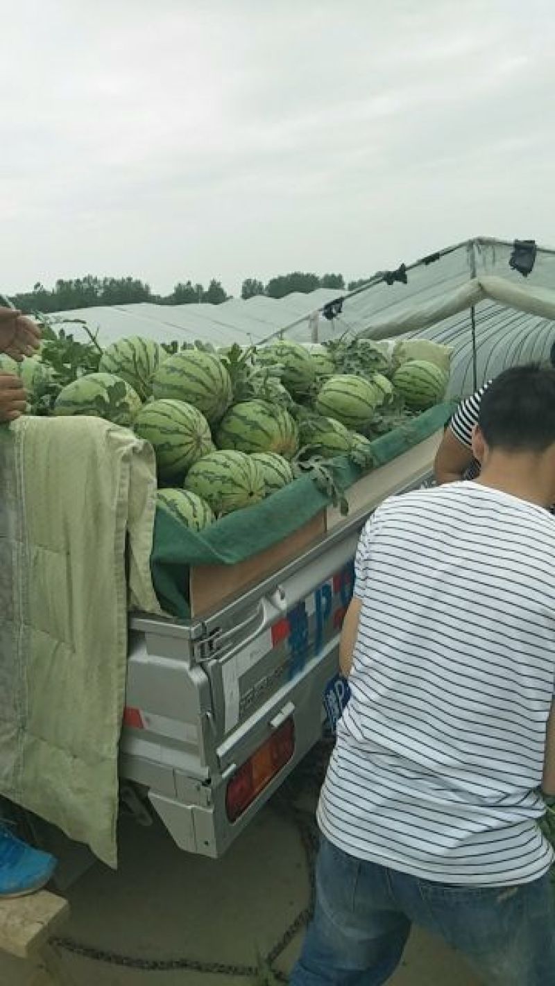 万亩优质美都西瓜，大棚头茬，支持视频看货
