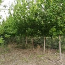 中心杆复叶槭、绿叶复叶槭、糖槭。12-24公分，种植基地